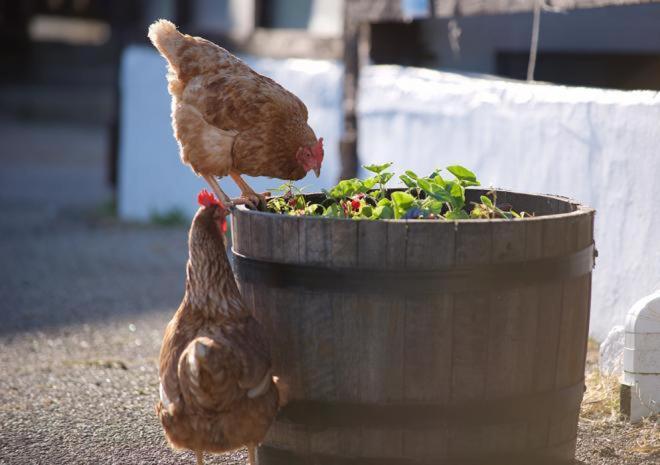 Rosefinch Sleeps 2 Persons-Private Hot Tub-Tranquil Holiday Away From It All Yet Not Far From St Austell- The Holiday Home Has One Bedroom, Living And Dining Area, Equipped Kitchen-Decking-Outdoor Furniture-Fishing Lakes-Non Pet Unit Exteriör bild